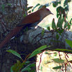 Squirrel Cuckoo